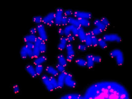 Image: FISH light micrograph of human chromosomes (blue) showing telomeres (pink) that protect the ends of chromosomes (Photo courtesy of Arturo Londono / SPL).